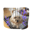 シーダックス犬りょうまのスタンプ（個別スタンプ：9）