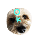 シーダックス犬りょうまのスタンプ（個別スタンプ：10）