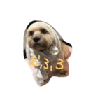 シーダックス犬りょうまのスタンプ（個別スタンプ：11）