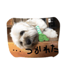 シーダックス犬りょうまのスタンプ（個別スタンプ：12）