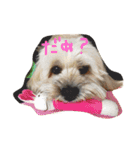 シーダックス犬りょうまのスタンプ（個別スタンプ：13）