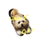 シーダックス犬りょうまのスタンプ（個別スタンプ：14）