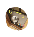 シーダックス犬りょうまのスタンプ（個別スタンプ：15）