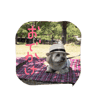 シーダックス犬りょうまのスタンプ（個別スタンプ：16）