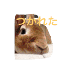 陽斗の周りの人たちに使ってほしいスタンプ（個別スタンプ：36）