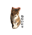 ねこのタマ2（個別スタンプ：1）
