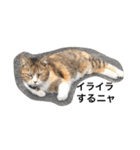ねこのタマ2（個別スタンプ：3）