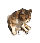 ねこのタマ2（個別スタンプ：5）