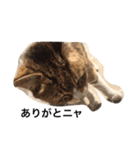 ねこのタマ2（個別スタンプ：7）