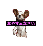 かわいいうに（個別スタンプ：5）