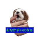 かわいいうに（個別スタンプ：6）