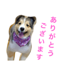 愛犬スタンプ1（個別スタンプ：1）