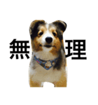 愛犬スタンプ1（個別スタンプ：2）