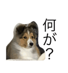 愛犬スタンプ1（個別スタンプ：3）