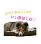 愛犬スタンプ1（個別スタンプ：4）
