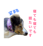 愛犬スタンプ1（個別スタンプ：5）