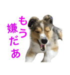 愛犬スタンプ1（個別スタンプ：6）