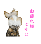 愛犬スタンプ1（個別スタンプ：7）