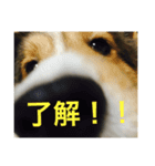 愛犬スタンプ1（個別スタンプ：8）
