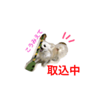 しろちわわん（個別スタンプ：1）