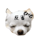しろちわわん（個別スタンプ：2）