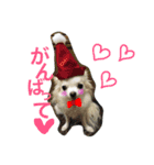 しろちわわん（個別スタンプ：3）