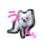 しろちわわん（個別スタンプ：4）