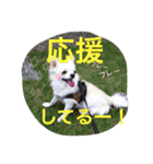 しろちわわん（個別スタンプ：8）