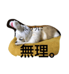 しろちわわん（個別スタンプ：10）