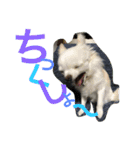 しろちわわん（個別スタンプ：11）