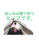 しろちわわん（個別スタンプ：13）