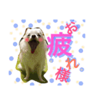 しろちわわん（個別スタンプ：14）