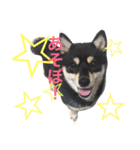 豆柴ここchan♪（個別スタンプ：1）
