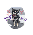 豆柴ここchan♪（個別スタンプ：2）