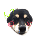 豆柴ここchan♪（個別スタンプ：3）