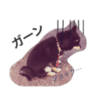 豆柴ここchan♪（個別スタンプ：4）