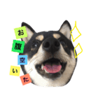 豆柴ここchan♪（個別スタンプ：5）