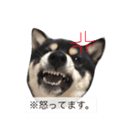 豆柴ここchan♪（個別スタンプ：10）