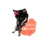 豆柴ここchan♪（個別スタンプ：12）