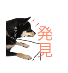 豆柴ここchan♪（個別スタンプ：13）