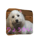 しろ すたんぷ（個別スタンプ：1）