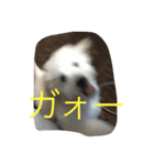しろ すたんぷ（個別スタンプ：3）