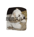しろ すたんぷ（個別スタンプ：4）