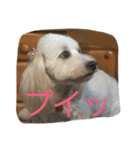 しろ すたんぷ（個別スタンプ：8）