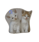 リアルにゃんこ。（個別スタンプ：4）