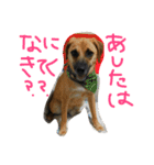おいぬさまたち（個別スタンプ：3）