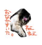 おいぬさまたち（個別スタンプ：6）
