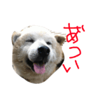 おいぬさまたち（個別スタンプ：11）