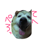 おいぬさまたち（個別スタンプ：15）