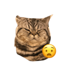 big fat Chokdee（個別スタンプ：3）